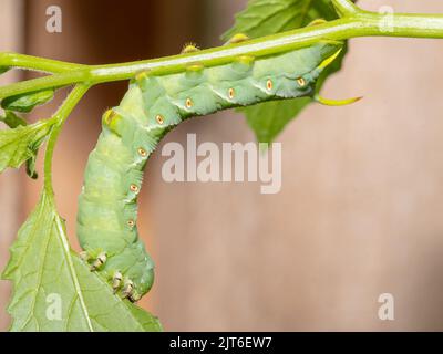 Eine Tabakhornwurm-Raupe ernährt sich von einer Tomatillo-Pflanze im Gemüsegarten. Stockfoto