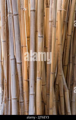 Vertikales Hintergrundbild eines Stands aus lebendem Bambus, die goldenen Stiele der Pflanzen warm und friedlich. Stockfoto