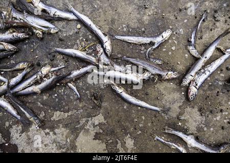 Detail von Fisch in den Müll geworfen, verdorbene Lebensmittel Stockfoto