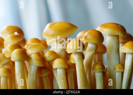 Shimeji-Pilz in der Schüssel auf dem Tisch aus nächster Nähe Stockfoto