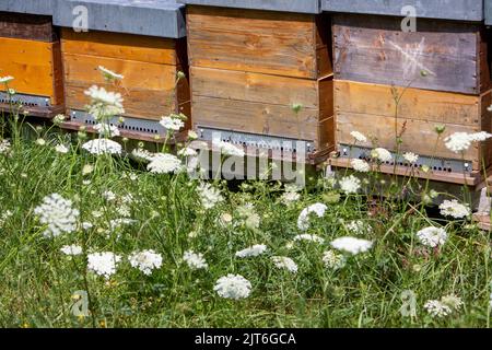 Bienenstöcke und Sommerblumen im Gras Stockfoto