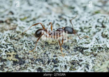 Pechschwarze Kragenanze (Aphaenogaster picea) Stockfoto