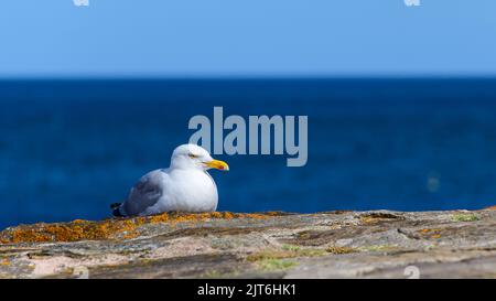 Hering Gull in Ruhe an der Hafenmauer von St. Andrews Stockfoto