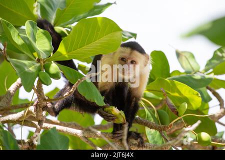 Der weißschulterte Kapuzineraffen hält auf einem Baum eine wilde Mandel in der Hand bereit, um sie zu essen. Stockfoto