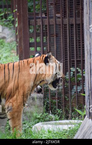 Indischer Tiger in einem Käfig, der von der Kamera wegschaut. Stockfoto