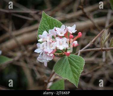 Eine wunderschöne Aussicht auf eine Viburnum farreri Blume, die von grünen Blättern vor einem Hintergrund von Ästen gebündelt ist Stockfoto