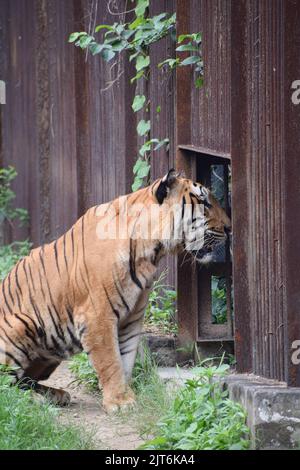 Indischer Tiger in einem Käfig, der von der Kamera wegschaut. Stockfoto