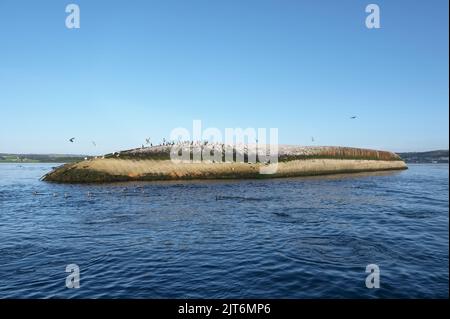 Schiffswrack-Zuckerboot auf See auf dem Fluss Clyde vom Firth of Forth Scotland aus gesehen Stockfoto