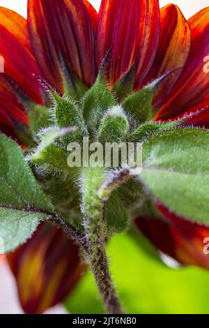 (Zinnia elegans) Stockfoto