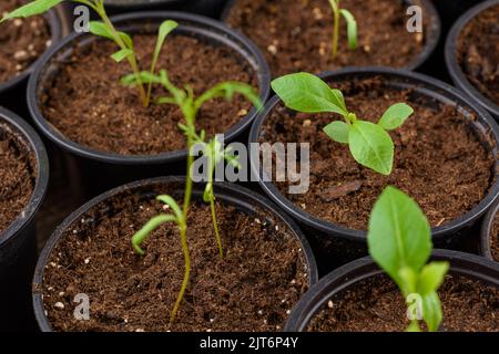 Vor kurzem transpontierte junge Blumensämlinge. Schneiden Blume Sämlinge Gartenarbeit Hintergrund. Nahaufnahme. Stockfoto
