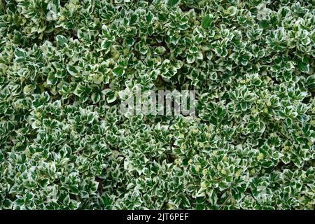 Hintergrund der silbernen Blätter der Fortune Euonymus-Königin. Euonymus fortunei winterliches, kriecheres oder spindelbaumes Laub, Draufsicht. Stockfoto