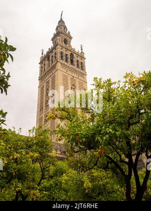 La Giralda von der Patio de los Naranjos, Sevilla Stockfoto