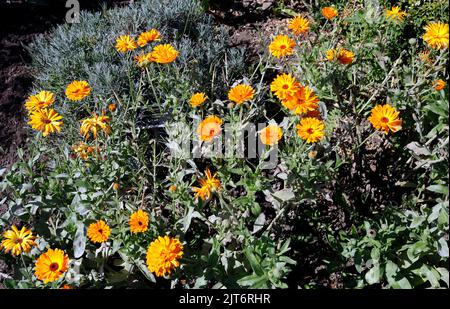 Ringelblumen in Topf geben. Calendula officinalis. Cowbridge Physic Garden. Cowbridge, das Gal of Glamorgan, in der Nähe von Cardiff. August 2022 Stockfoto