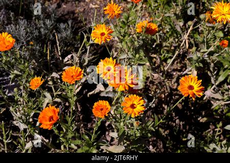 Ringelblumen in Topf geben. Calendula officinalis. Cowbridge Physic Garden. Cowbridge, das Gal of Glamorgan, in der Nähe von Cardiff. August 2022 Stockfoto