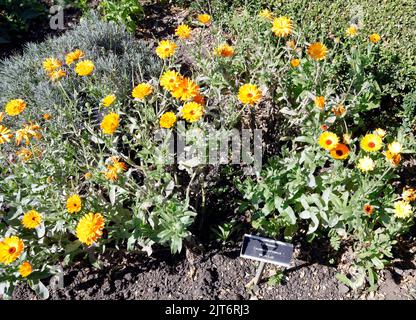 Ringelblumen in Topf geben. Calendula officinalis. Cowbridge Physic Garden. Cowbridge, das Gal of Glamorgan, in der Nähe von Cardiff. August 2022 Stockfoto