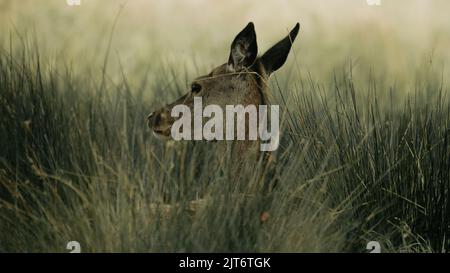 Tief im Gras bleiben Stockfoto