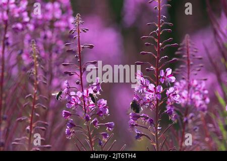 Eine Weißschwanzbumblebee (Bombus lucorum) und Honigbienen (APIs Mellifera), die auf den Blumen von Rosebay Willowherb (Chamerion Angustifolium) auf Nahrungssuche sind Stockfoto
