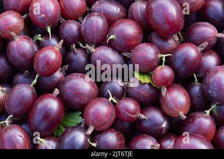 Selbstgewachsener Harnonmaki Rote Stachelbeeren (Ribes Uva-Crispa) Stockfoto