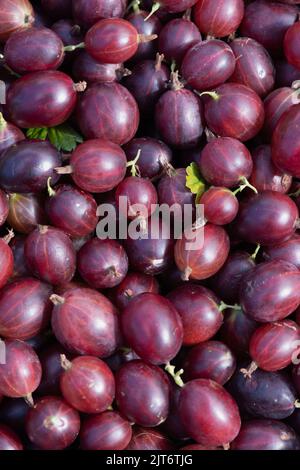 Frisch Gepflückte Hinnonmaki Rote Stachelbeeren (Ribes Uva-Crispa) Stockfoto