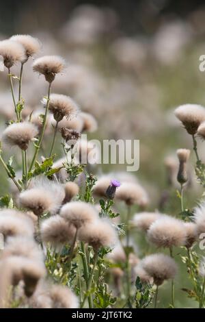 Eine einzige Blume unter den Samen und Saatköpfen der kriechenden Thistle (Cirsium Arvense) Stockfoto