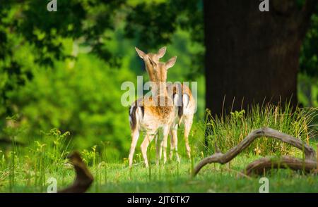 Zwei Brachhirse, die durch den Wald blicken Stockfoto