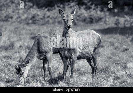 Zwei weibliche rote Hirse Schwarz und Weiß Stockfoto