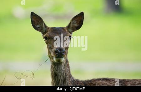 Rothirse Mit Dem Gesicht Nach Oben Aus Der Nähe Stockfoto