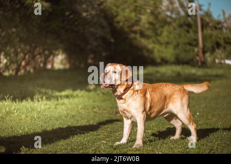 Ein Fawn Labrador spielt auf einem Spaziergang mit einem Ball Stockfoto