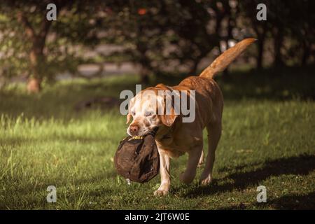 Ein Fawn Labrador spielt auf einem Spaziergang mit einem Ball Stockfoto