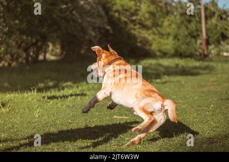 Ein Fawn Labrador spielt auf einem Spaziergang mit einem Ball Stockfoto