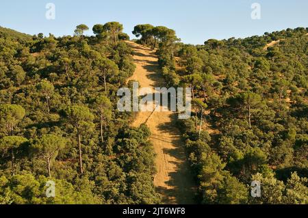 Eine Feuerpause auf dem Pinienwald von Robledo de Chavela, Gemeinde von Madrid. Stockfoto