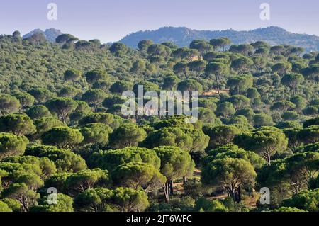 Zirbenwald. Robledo de Chavela, Gemeinde von Madrid. Stockfoto