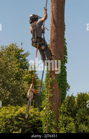 Hampshire, England, Großbritannien. 2022. Mann, der ein Seil benutzt, um beim Klettern eines Baumes mit einer Kettensäge, die an seinem Gürtel hängt, zu helfen. Stockfoto