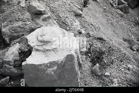 1980s, ein Ammonit auf einem Felsen am Strand, England, Großbritannien. Die spiralförmigen Fossilien von Ammoniten sind ein bekannter Anblick an Stränden rund um Großbritannien. Ammoniten - Meerestiere der Klasse Cephalopoda - lebten während der Jurazeit und der Kreidezeit und starben dann vor etwa 66 Millionen Jahren aus, etwa zur gleichen Zeit, als die Dinosaurier verschwanden. Stockfoto