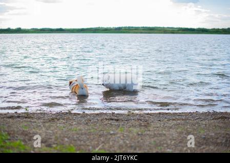 Ein Hund der Corgi-Rasse und ein Hund der samoyed-Rasse stehen im Fluss Stockfoto