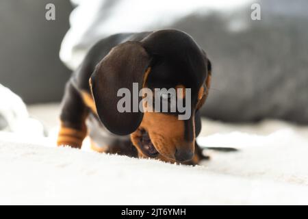 Niedlicher kleiner Wursthund 10 Wochen alt auf dem grauen Sofa drinnen Stockfoto