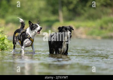 Zwei Hunde im Niedrigwasser im See - Grenzkollies Stockfoto