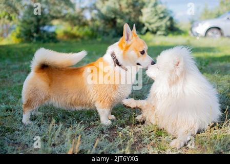 Lustige Hunde Corgi und samoyed spielen auf dem Gras Stockfoto