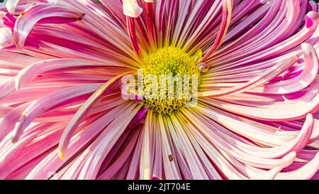 Nahaufnahme einer rosa Blume Chrysantheme Stockfoto