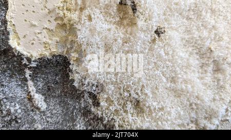 Salz an der Wand aufgrund von Sickerwasser Stockfoto