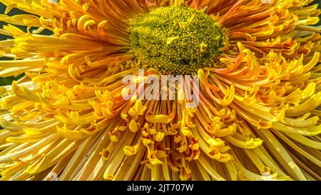 Nahaufnahme einer goldenen Chrysantheme-Blume Stockfoto