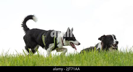 Nette schöne Border Collies auf einer grünen Wiese draußen in der Natur vor weißem Himmel Hintergrund Stockfoto