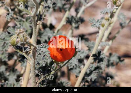 Orangenblühender, racemose Rispe-Blütenstand Sphaeralcea ambigua, Malvaceae, einheimischer Unterstrauch in der Pinto Basin Desert, Frühling. Stockfoto