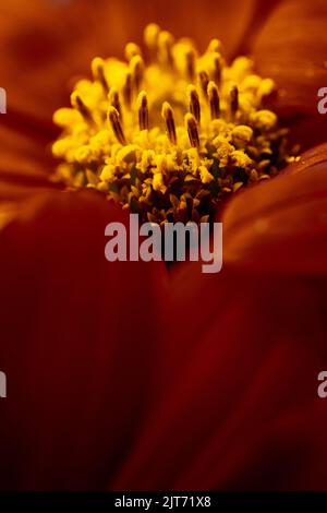 Makrofotografie zeigt den Pollen in Klumpen auf einer gewöhnlichen Zinnienblüte (Zinnia elegans) Stockfoto