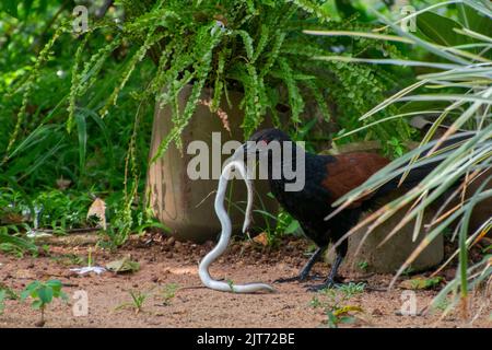 Eine Nahaufnahme der Centropus Sinensis-Vogelschlange im Schnabel Stockfoto