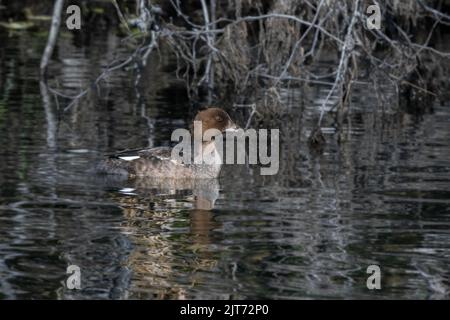 Eine weibliche Goldeneye in Alaska Stockfoto