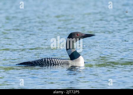 Ein gewöhnlicher Loon in Alaska Stockfoto