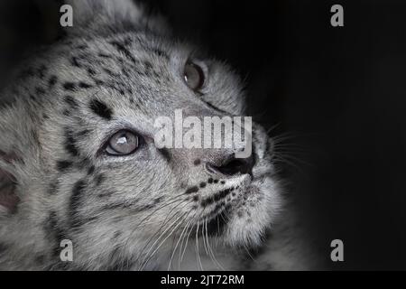 Weibliche Snow Leopard Cub nachschlagen Stockfoto