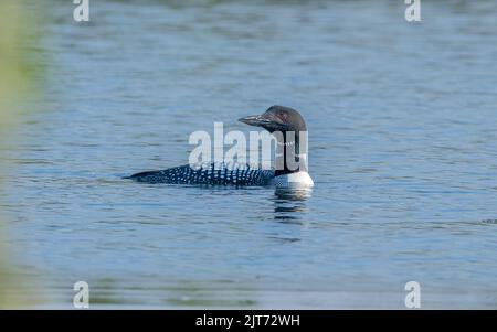 Ein gewöhnlicher Loon in Alaska Stockfoto