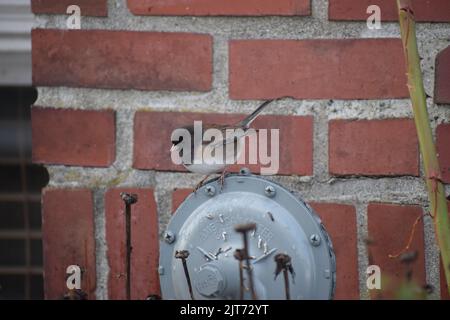 Männlicher dunkeläugiger junco, der auf einem Gaszähler vor dem Kamin, Beacon Hill, Seattle, thronte Stockfoto